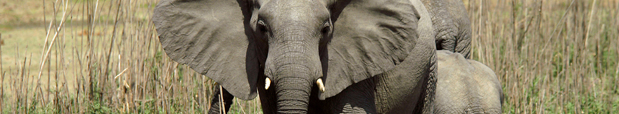 Elephant Marsh